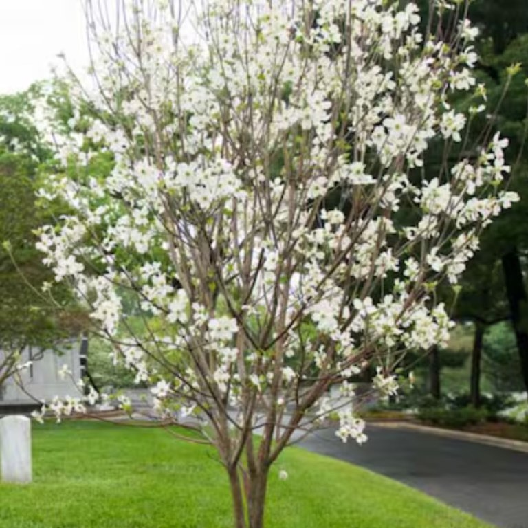 A Southern Planters Aurora White Flowering Kousa Dogwood planted along a driveway as a gorgeous curb appeal update