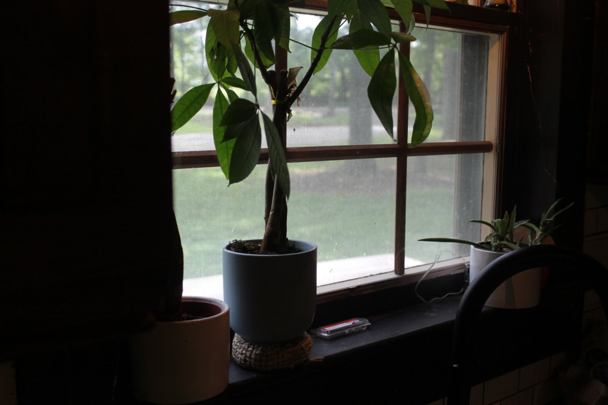 A Terro liquid ant bait on window sill during testing