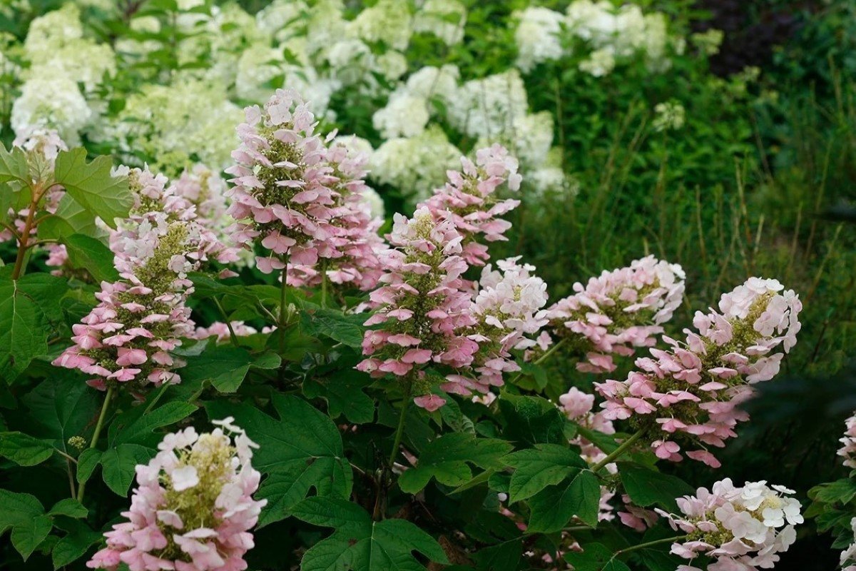 Oakleaf hydrangea with pink and white petals in a shady garden.