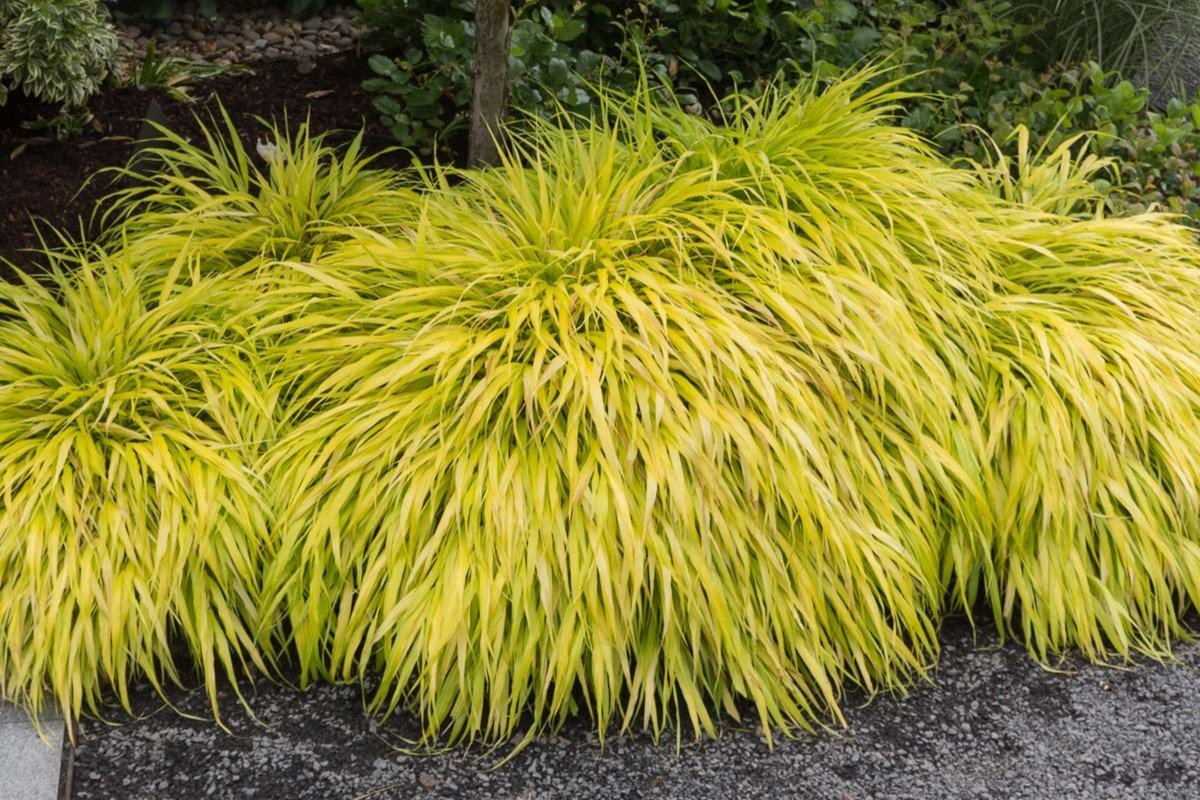 A shrub with bright golden yellow leaves.