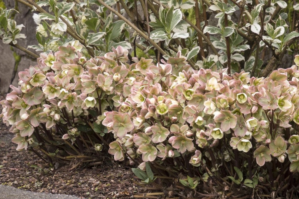 Ivory Prince Lenten Roses growing in the garden with pale white and pink flowers.