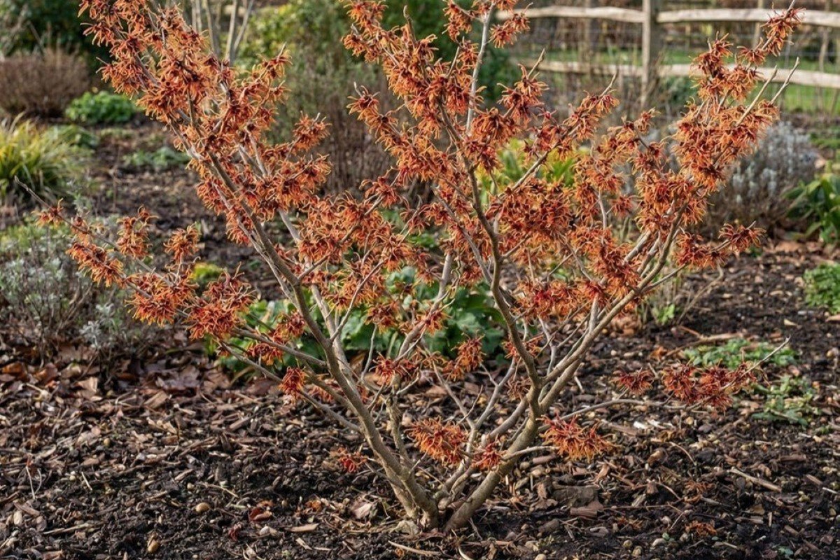 A close up of a witch hazel shrub with orange autumn blooms.