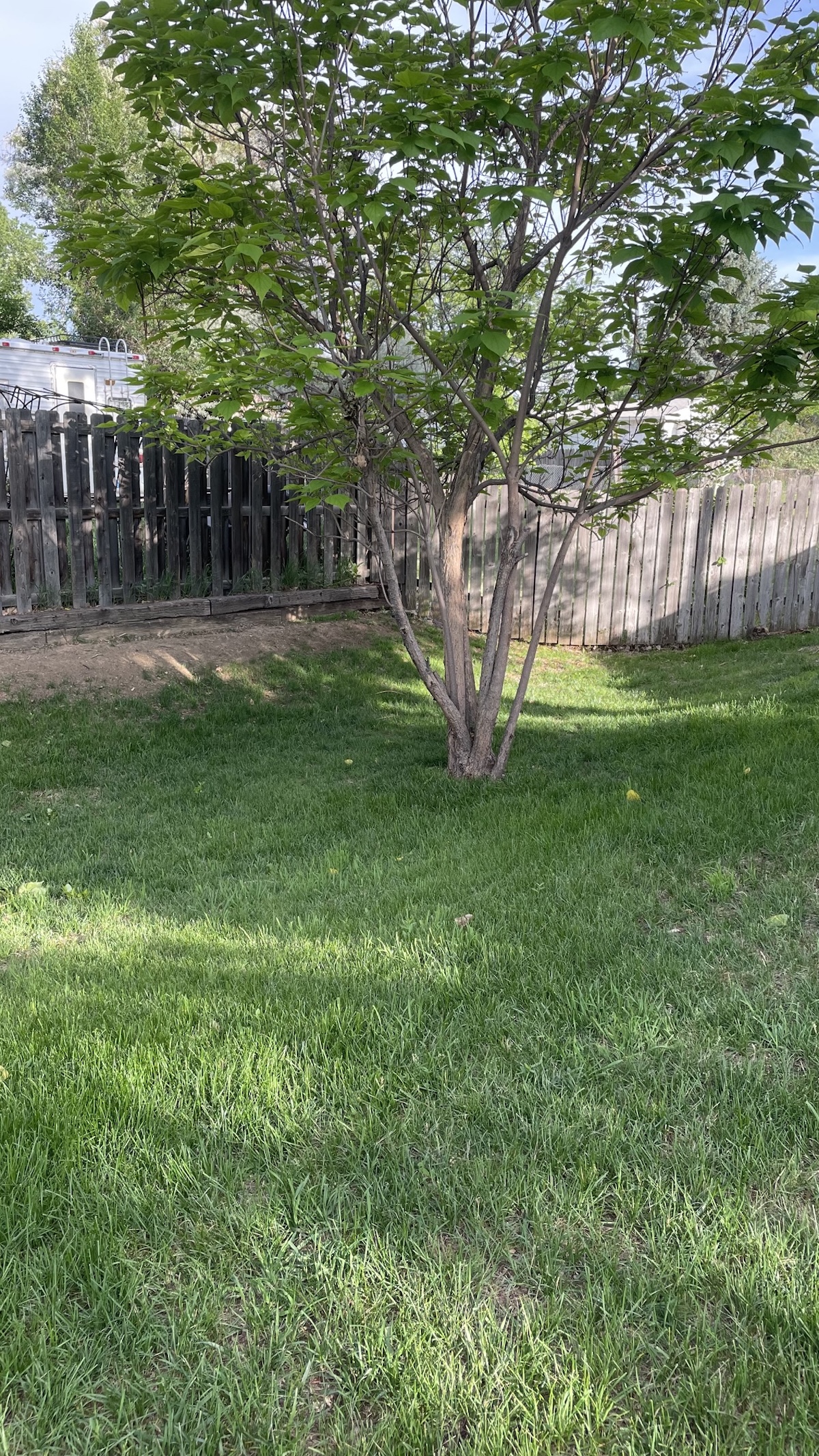 overseeded patchy area at back