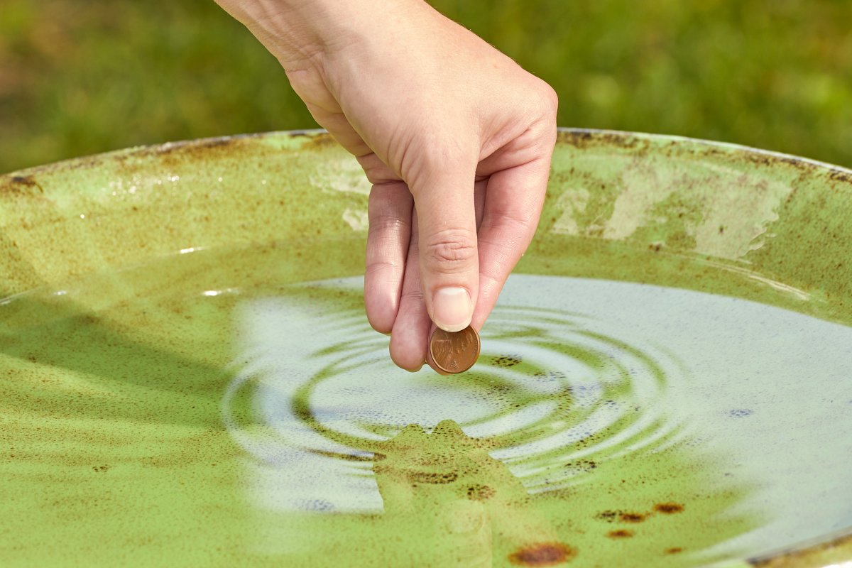 A DIYer placing a copper penny in a bird bath to prevent algae growth.