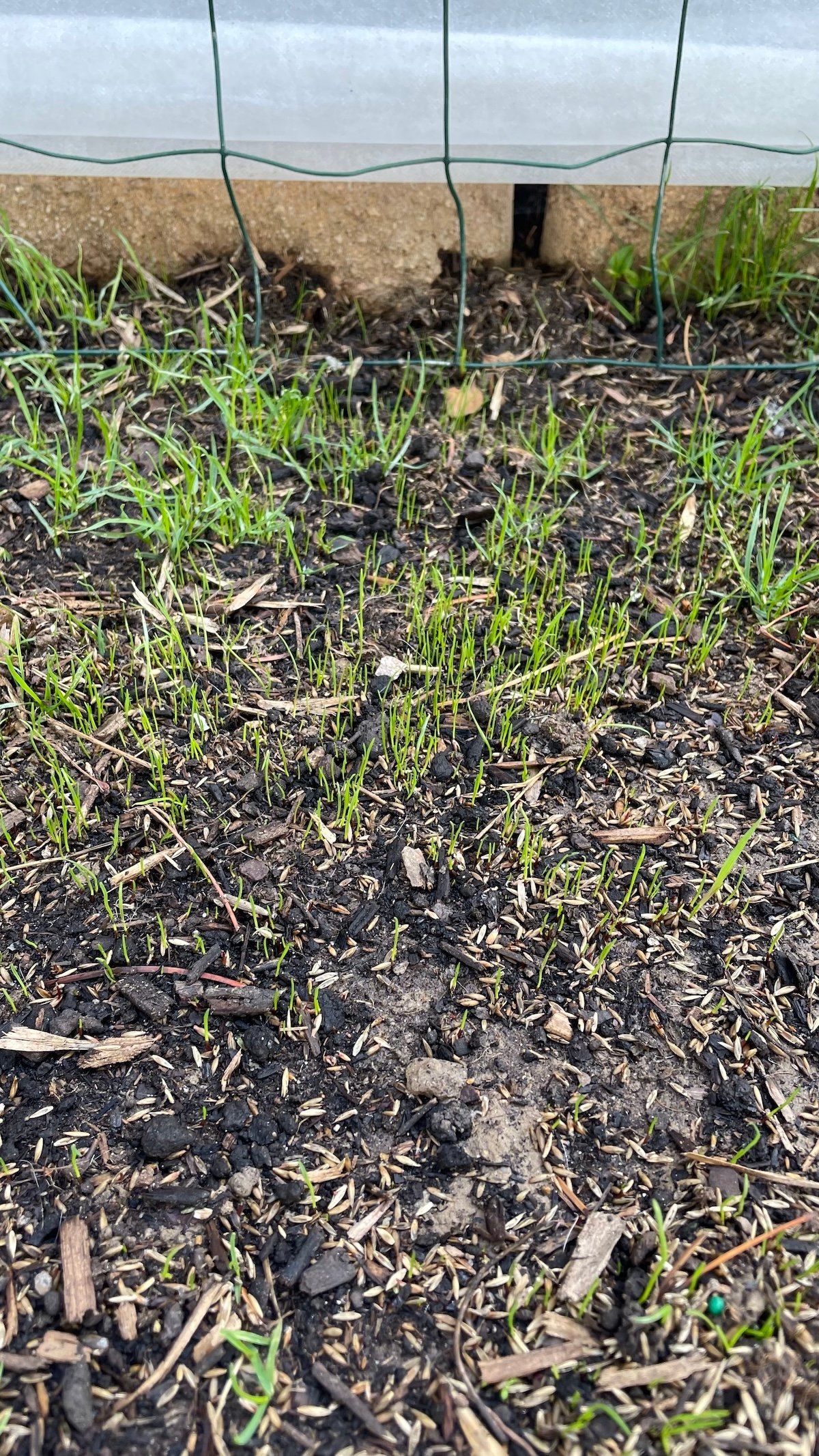 seedlings at day 12 with Jonathan Green Black Beauty Ultra Grass Seed