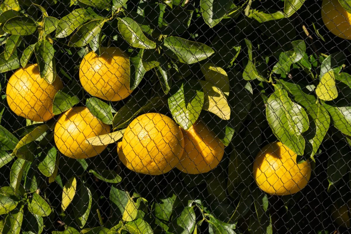 Closeup of oranges in tree protected with bird netting.