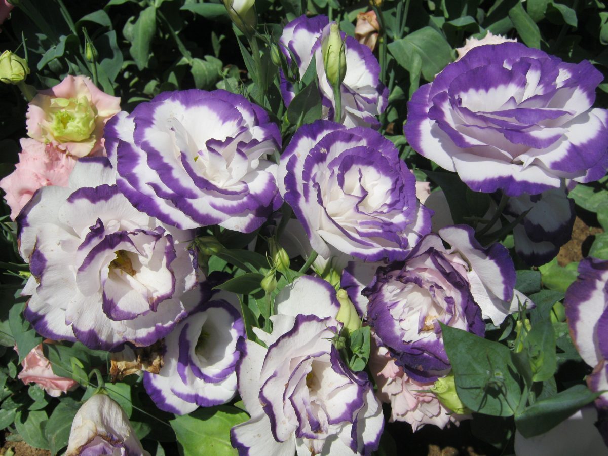 Purple and white Lisianthus flowers beautifully blooming