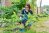 Woman working hard in her garden to divide a hosta plant