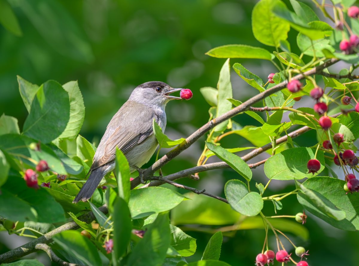 The Harvest-Saving Trick Every Fruit Tree Owner Should Know