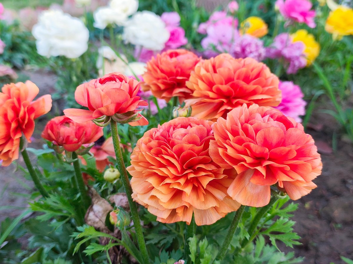 Orange Persian buttercup flowers in the garden
