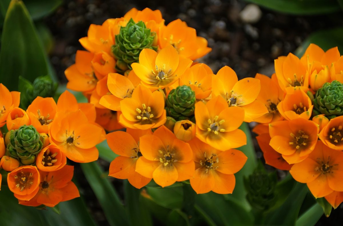 Close-up view of a group of orange Ornithogalum dubium flowers.