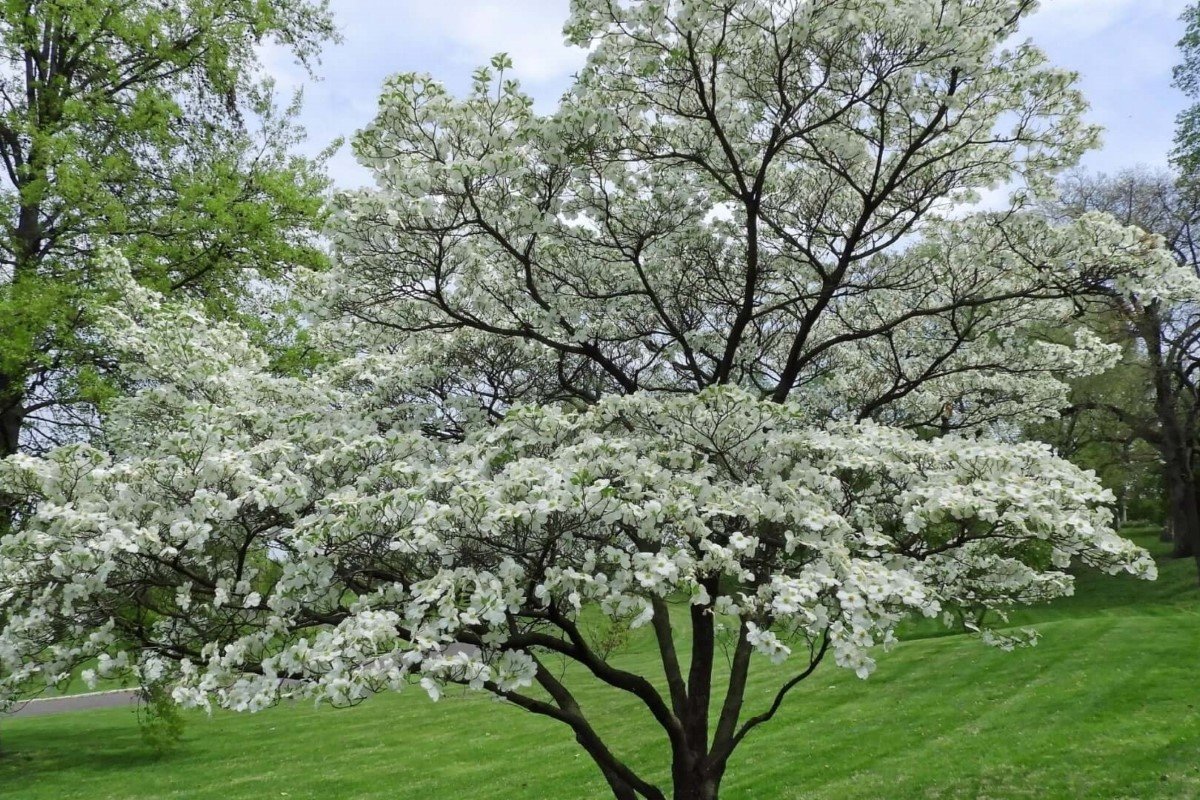 A white dogwood tree growing among other trees in the yard.