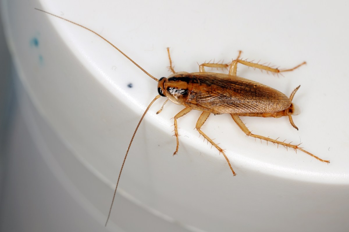 13 Bugs That Invade Your Home in Fall—and How to Get Rid of Them
