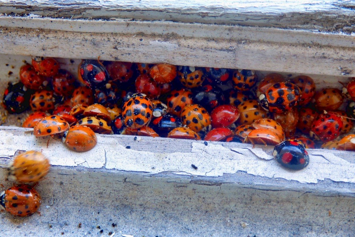 A lady bug infestation in a home.