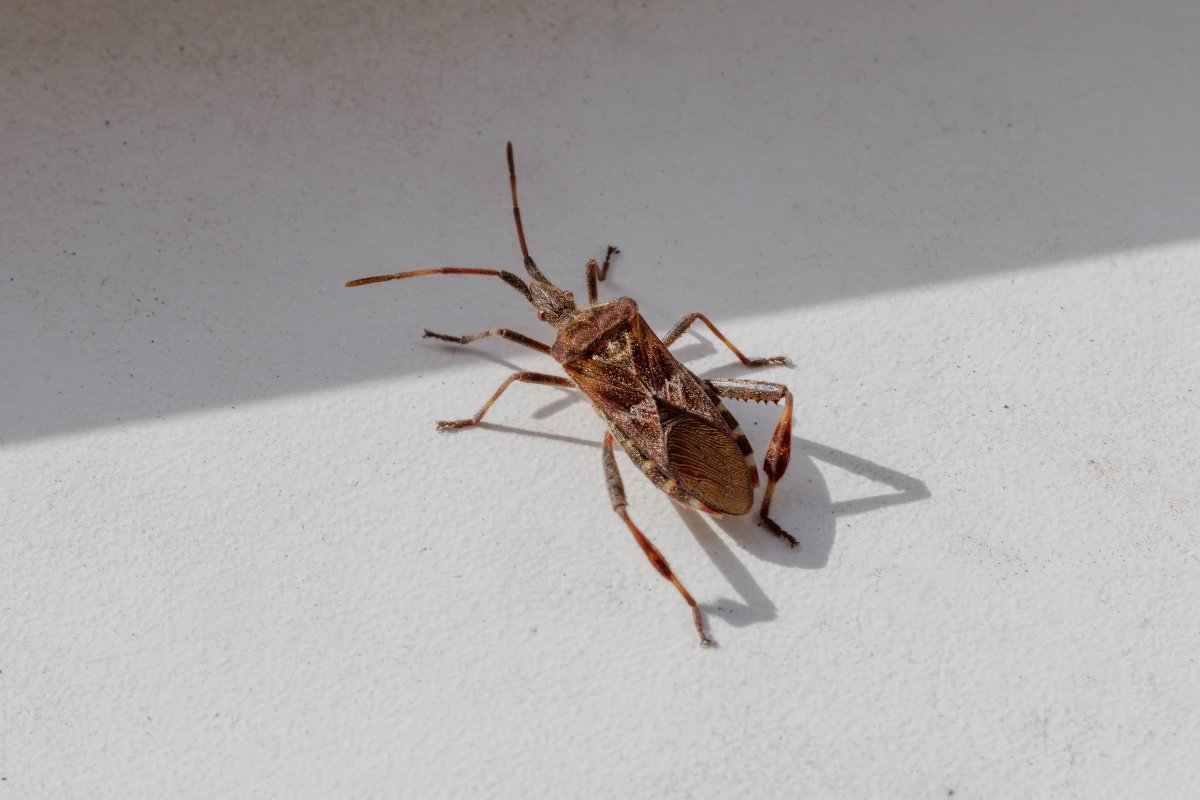 Western conifer seed bug on a white surface crawling into the shadow.