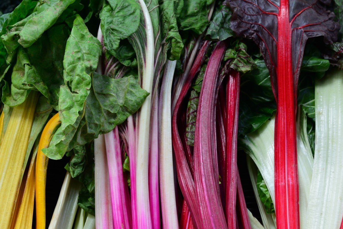 A row of harvested swiss chard of different colored stems. 