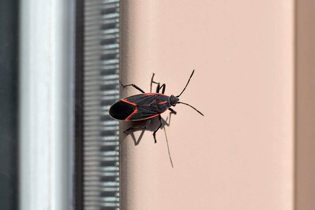 A black and red boxelder bug sitting on the wall.
