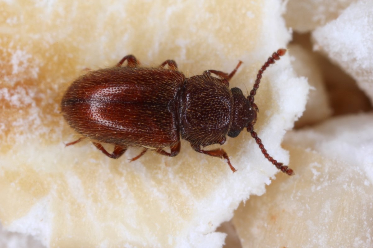 A hairy fungus beetle on dried goods.