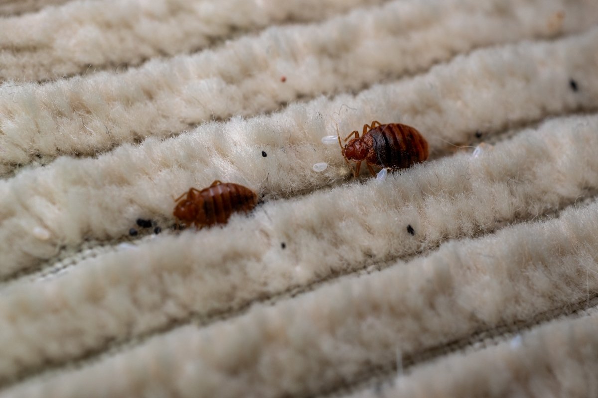 A close up of bed bugs on the mattress.