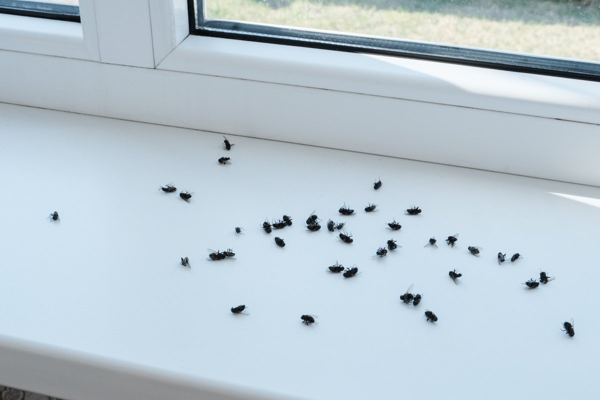 Cluster flies on a windowsill after being treated for pest infestation.