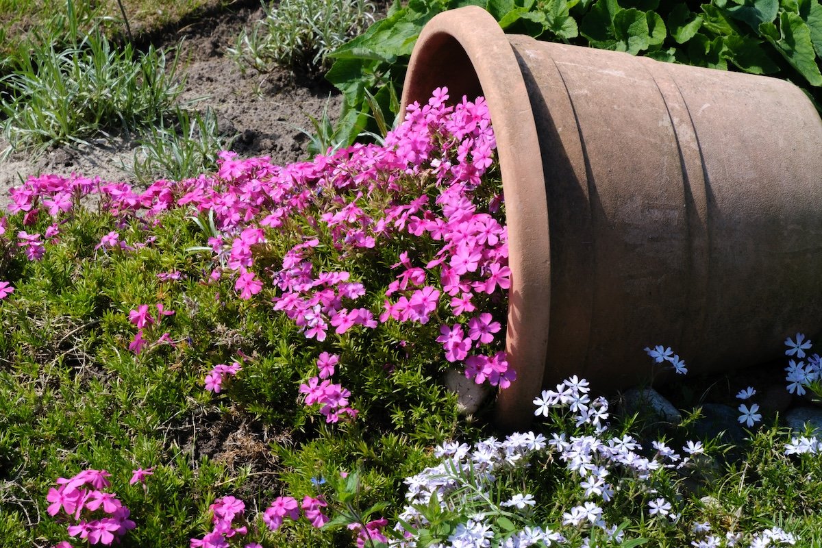 Creeping phlox in a home landscape design.