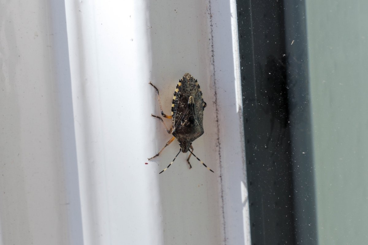 A brown stink bug is resting on a white window frame.