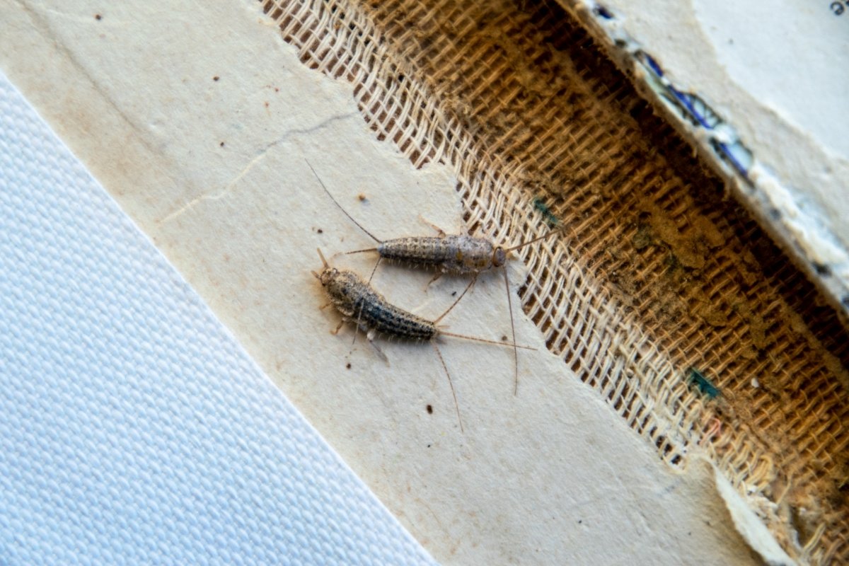 Two small silverfish bugs feeding on an old book.