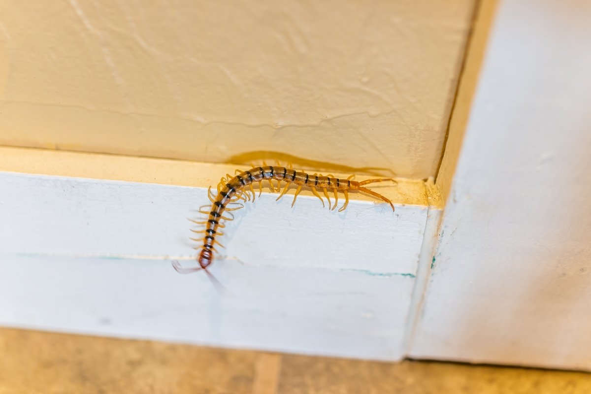 A large house centipede insect bug crawling on wall.