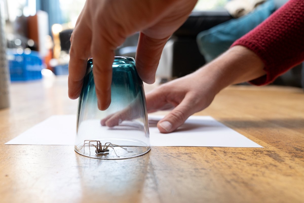 Caught big dark common house spider under a drinking glass on a smooth wooden floor.