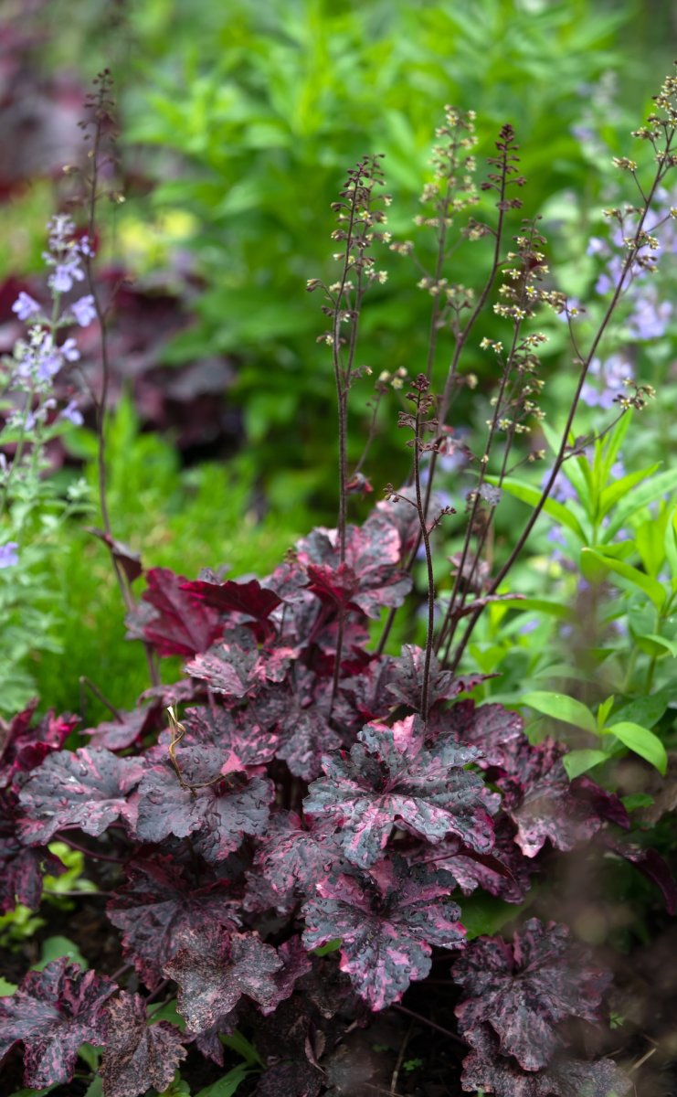 Coral bells in a home landscape.