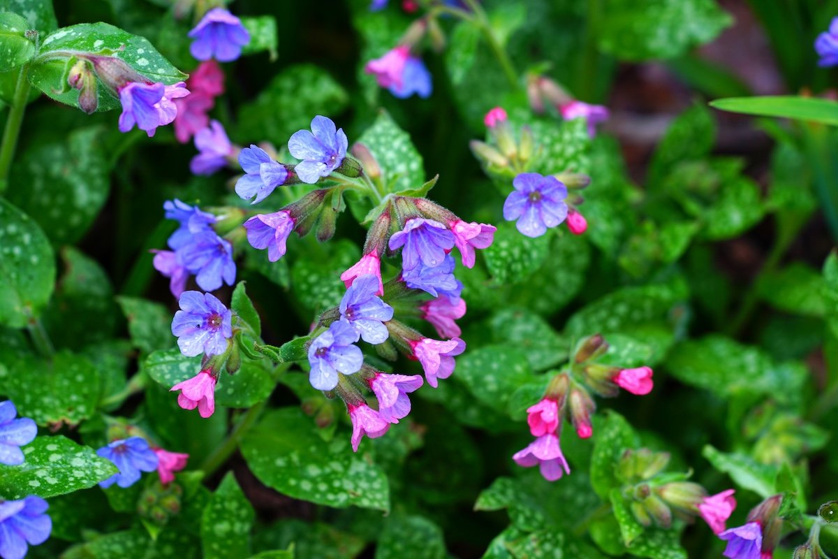 Lungwort flowers in a home landscape.