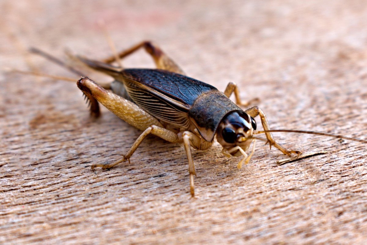 A brown field cricket on the wooden floor.