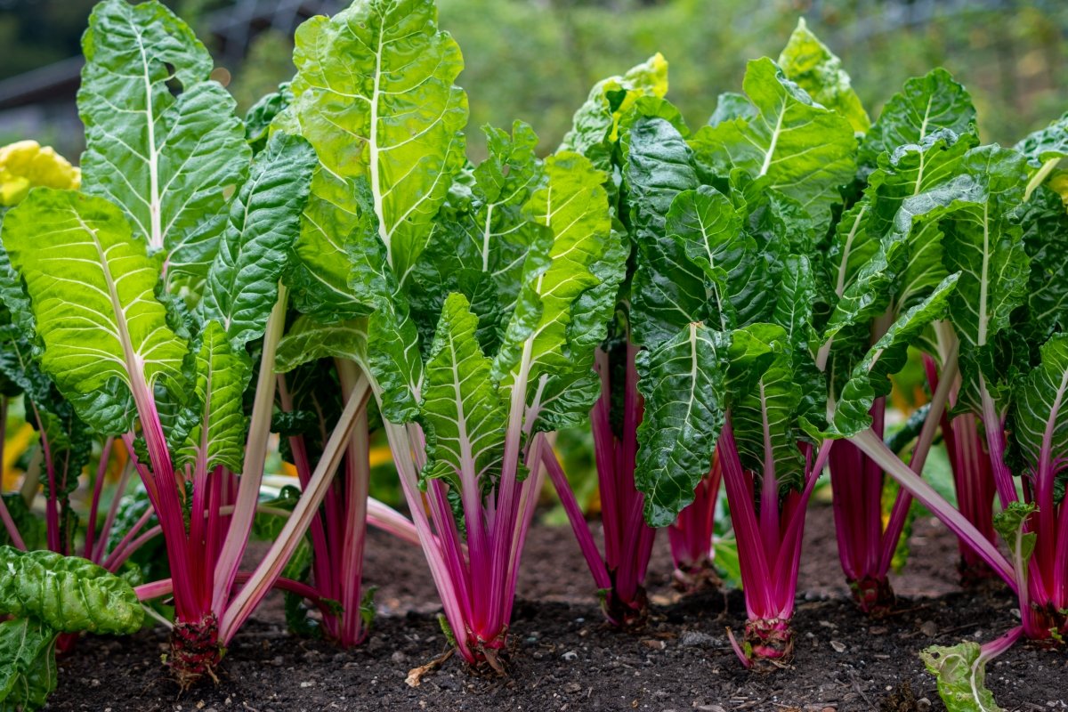 A close up of a row of tall swiss chard growing in the ground.