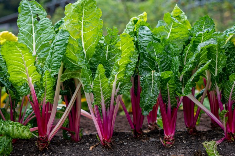 A close up of a row of tall swiss chard growing in the ground.