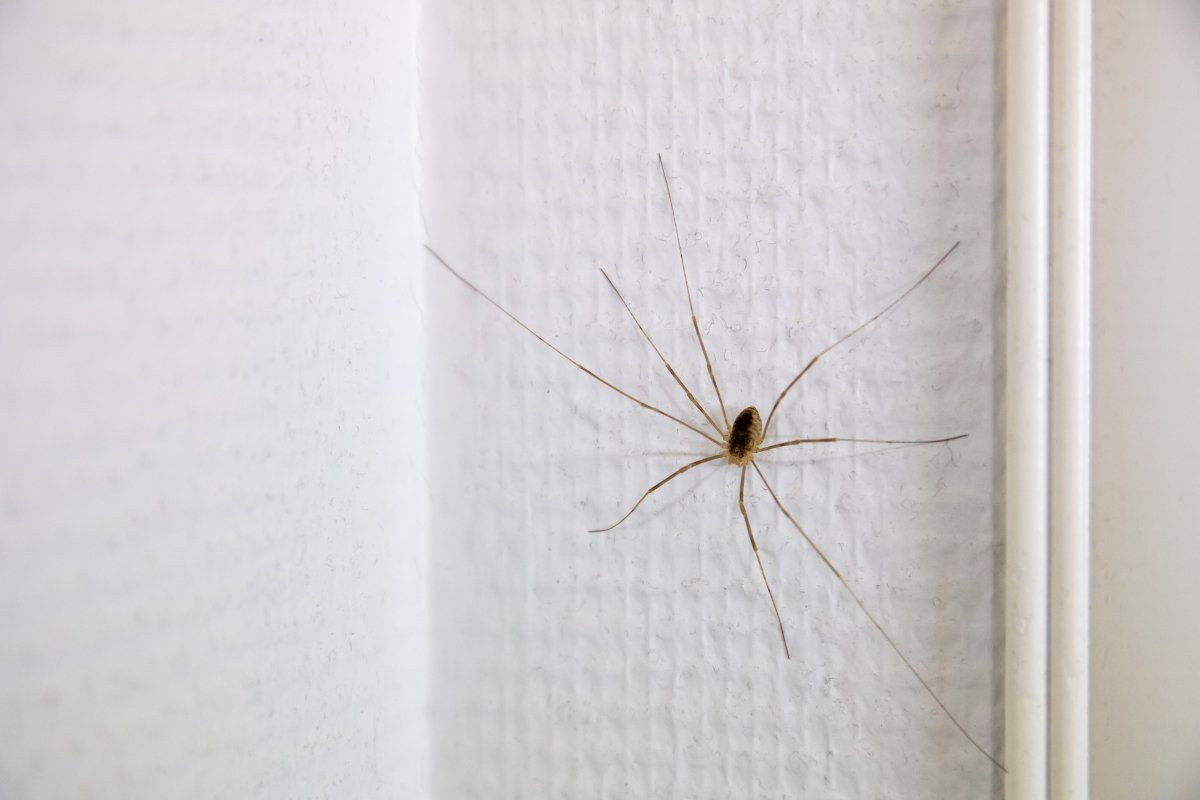 A long legged spider on a white wall inside the home.