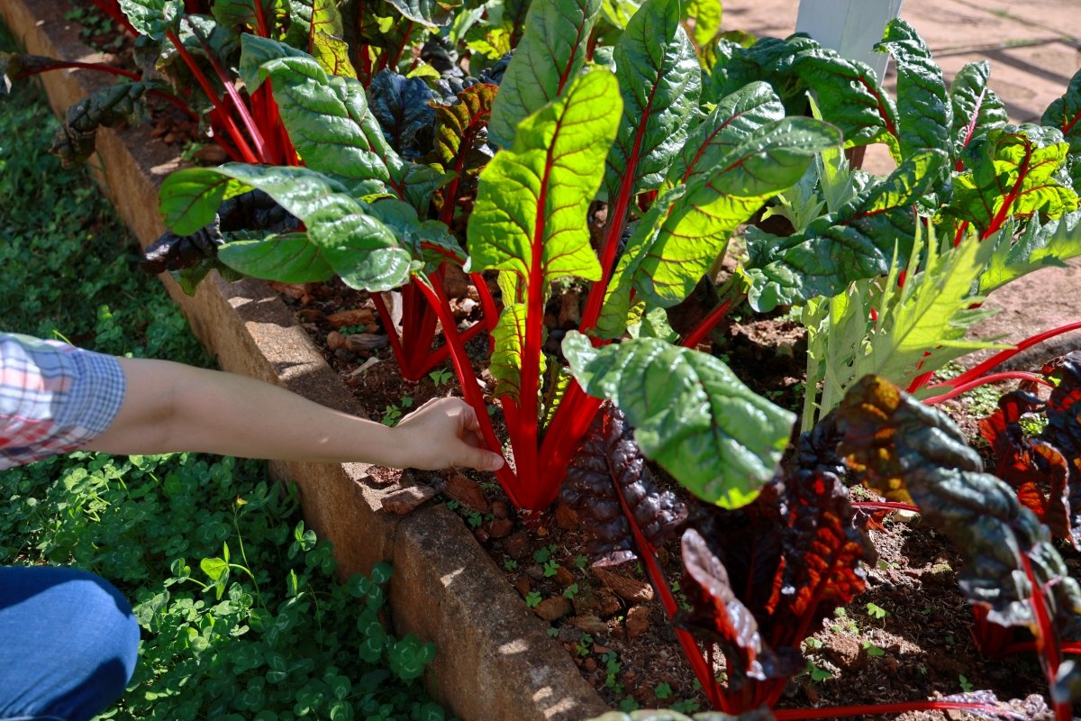 A gardener is plucking leaves Swiss Chard from a vegetable garden.