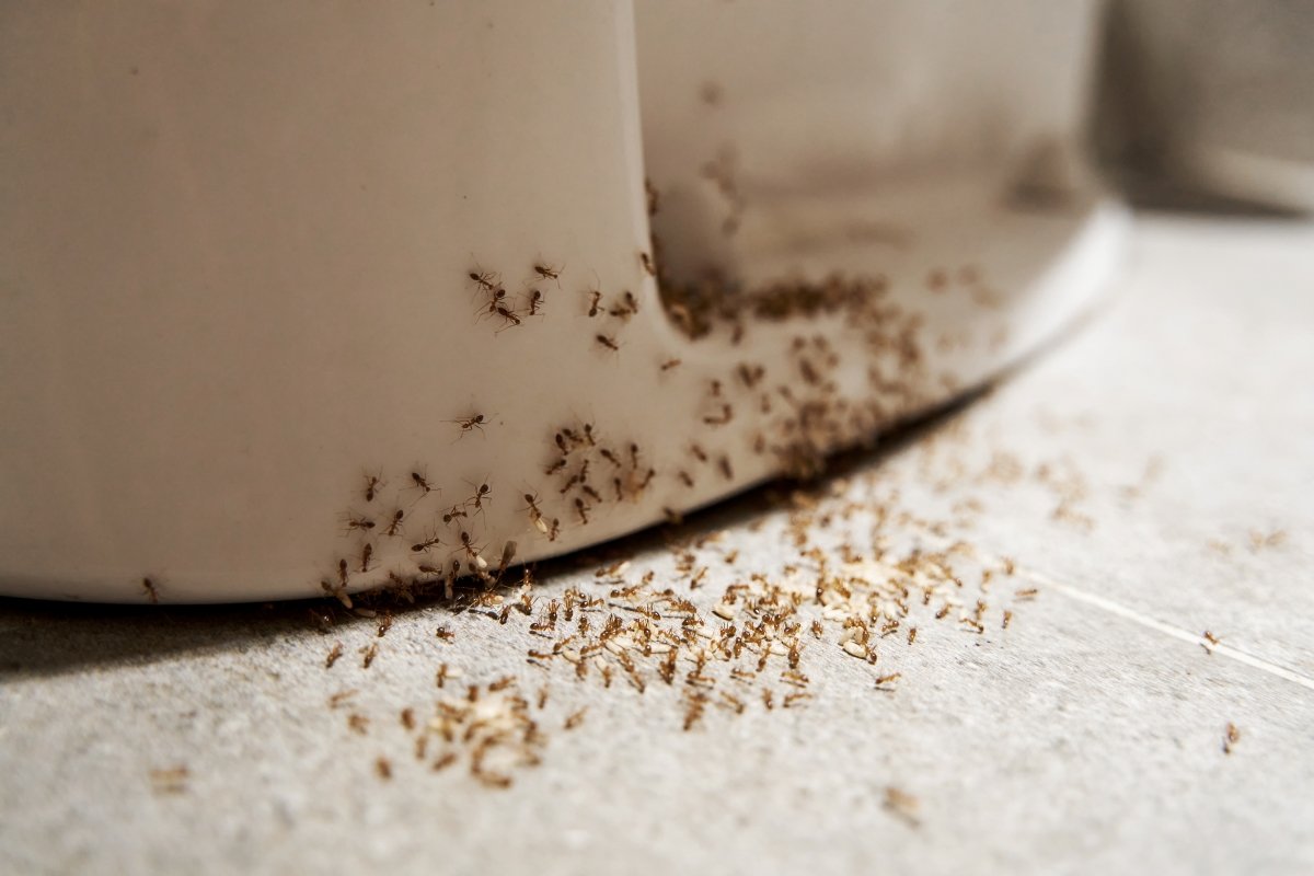 A colony of ants around the base of a toilet.