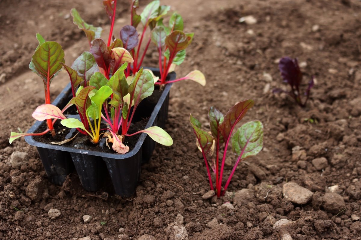 Planting colorful Chards in the vegetable garden.