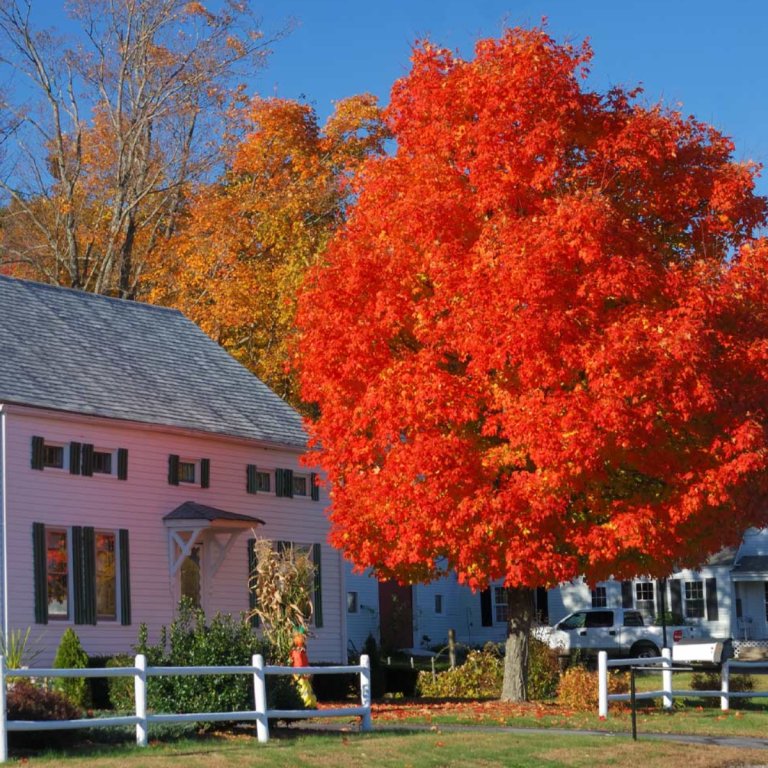 Autumn Blaze® Red Maple Tree