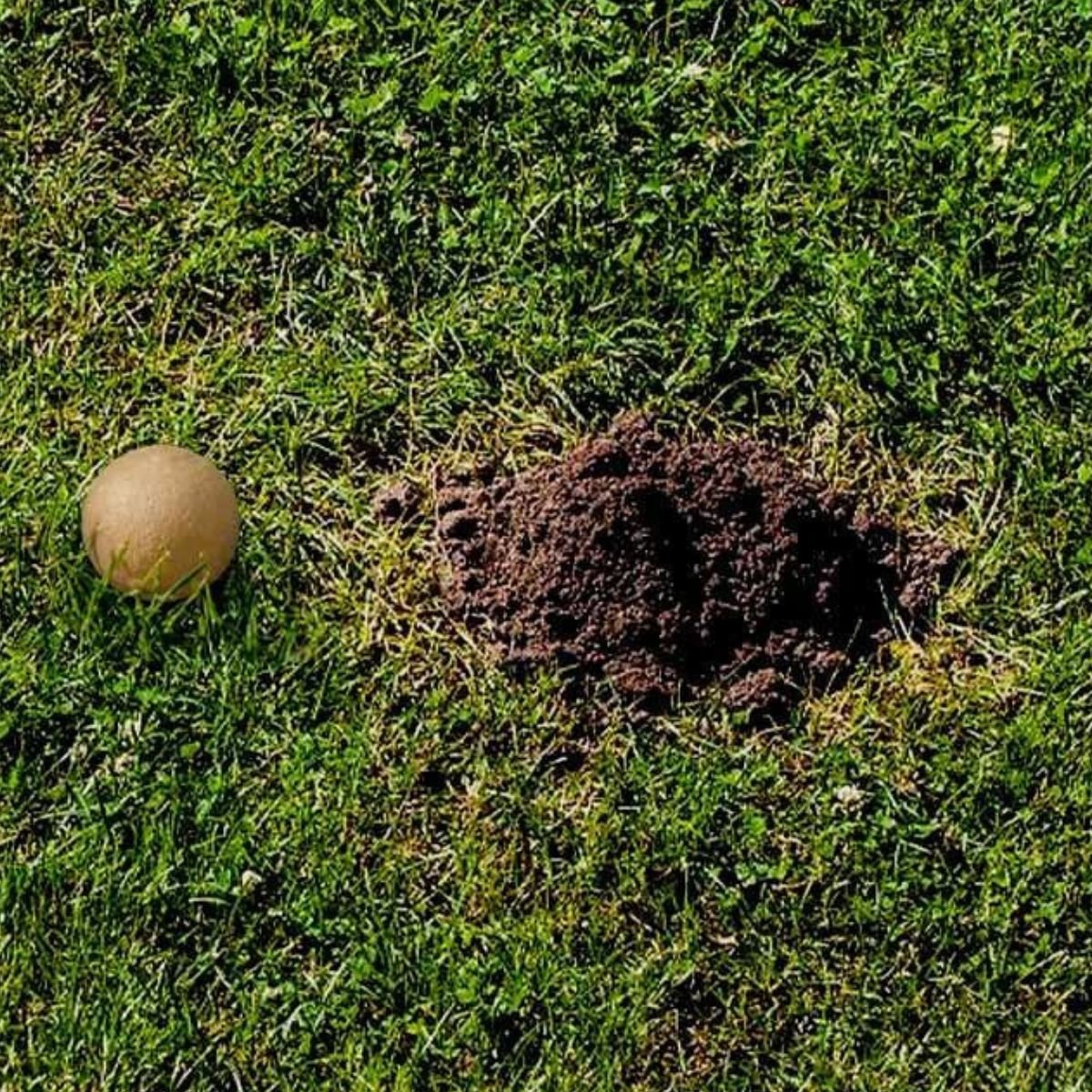 A CLVDOFSS Mole Repellent ball in a yard