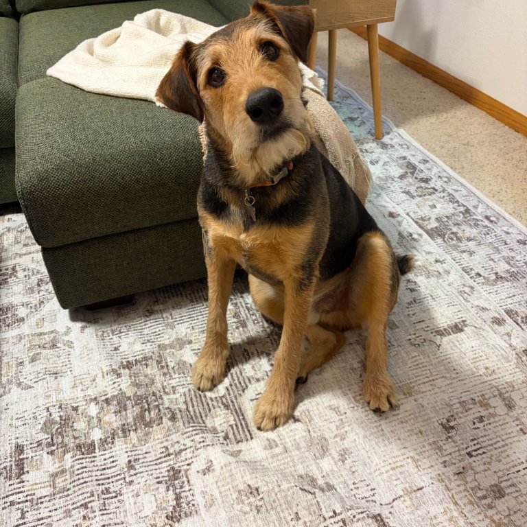 Dog sitting on the Cozey Gabrielle Washable Rug next to the Neptune Sleeper Sofa