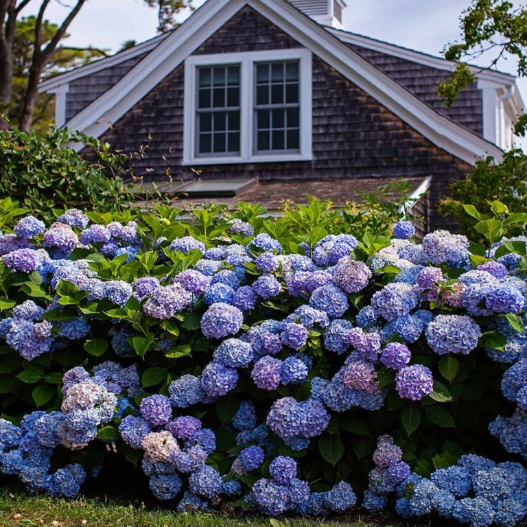 Endless Summer® The Original Reblooming Hydrangea