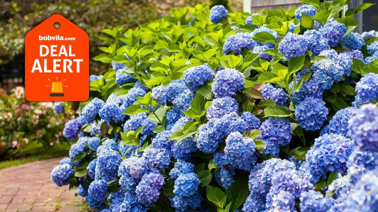 Fast Growing Trees Is Giving Away a Free Trees—Choose From Shrubs, Trees, Flowers, and More