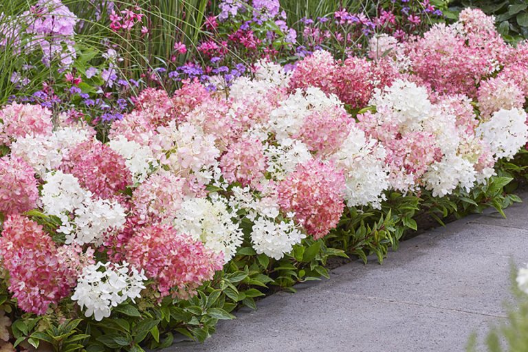 Groundbreaker hydrangeas in pink and white.