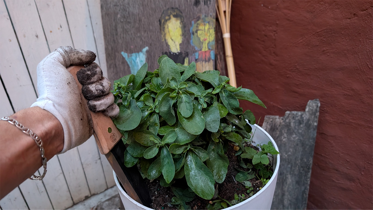 A person digging in a potted plant with the Niwaki Hori Hori Knife during testing 
