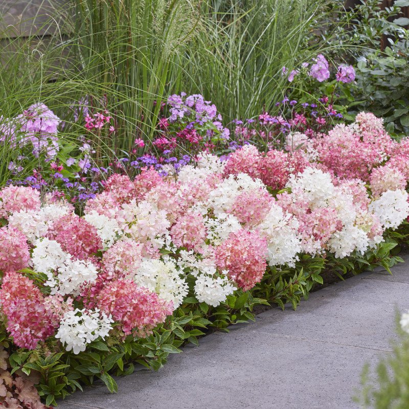 Row of Groundbreaker Blush Hydrangea Shrubs in a yard