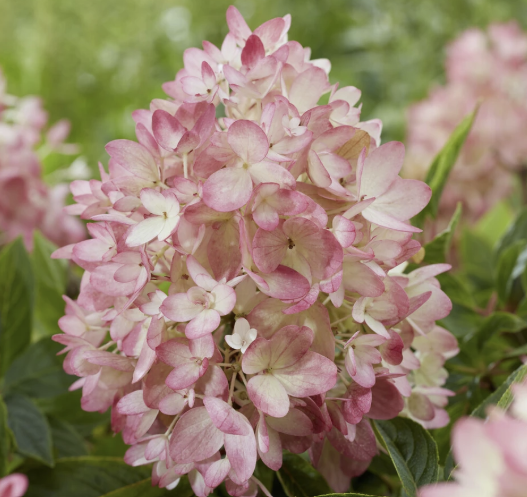 Closeup of pink Groundbreaker® Blush™ Hydrangea