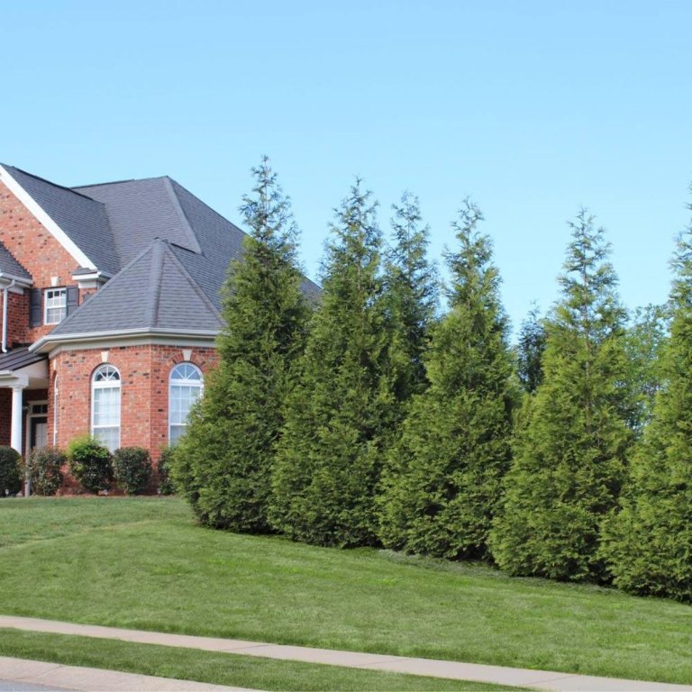 Thuja Green Giant Arborvitae