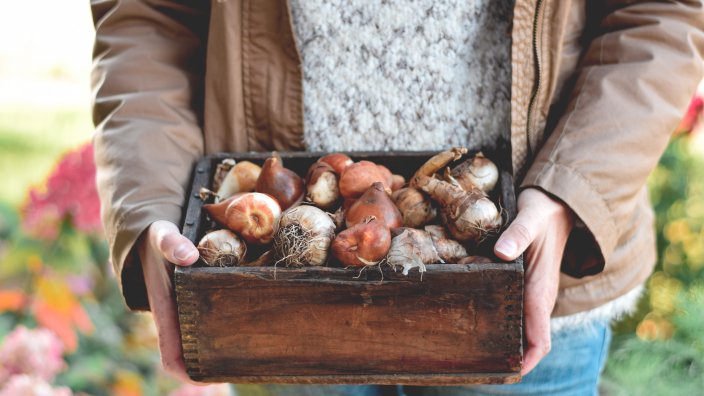 View of woman's torso holding box of spring bulbs to plant in fall.