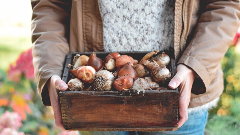 View of woman's torso holding box of spring bulbs to plant in fall.